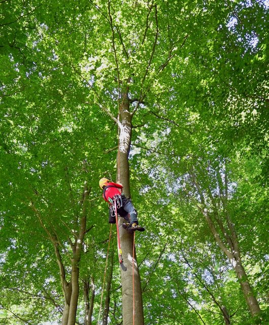 Person klettert einen Buchenstamm hoch