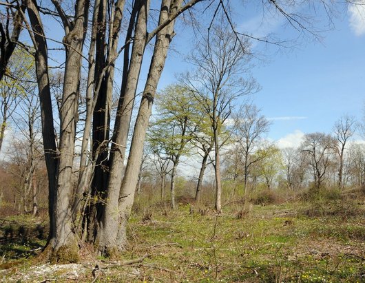 Sehr offener Laubwald im Frühling