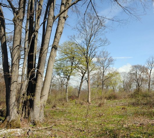 Sehr offener Laubwald im Frühling