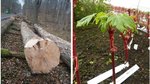 Verschiedene Bilder eines Riegelahorns