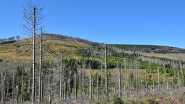 Tote Fichten und aufkommende Verjüngung im Harz