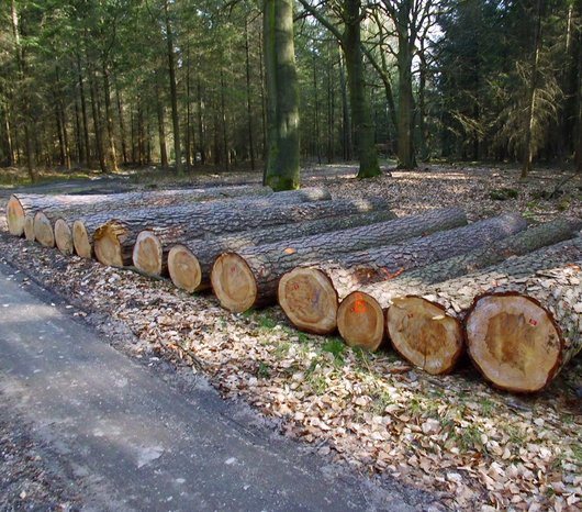 nebeneinander liegende Kiefernstämme am Waldweg