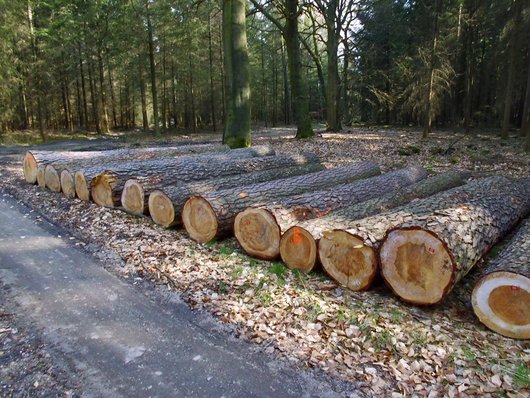 Auf dem Foto ist ein Kiefernwertholzpolter im Wald abgebildet. Foto: A. Noltensmeier