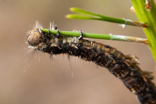 Raupe des Kiefernspinners an einer Kiefernnadel