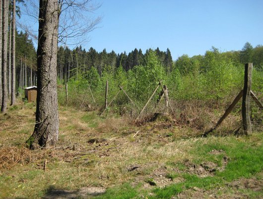 Verjüngung auf einer Kahlschlagsfläche nach 5 Jahren