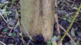 Stammfußnekrose an einer Esche mit dem Pilz Vielgestaltige Holzkeule (Foto: NW-FVA)