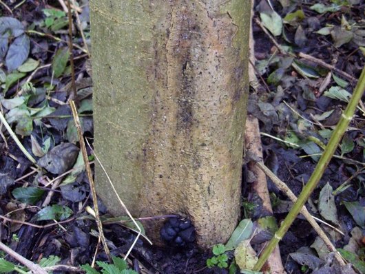 Stammfuß einer Esche mit schwarzem Pilzbefall 