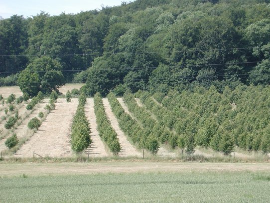 kleine Winterlinden in Reihen