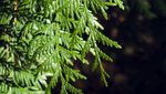 Nadeln eines Riesenlebensbaums in Nahaufnahme