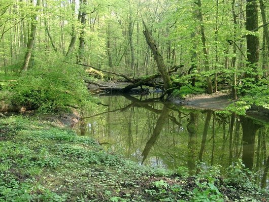 Auf dem Foto ist ein Ausschnitt aus dem Naturwaldreservat Kinzigaue abgebildet. Foto: U. Bedarff