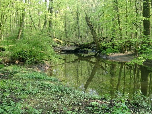 Wasser im Frühlingswald