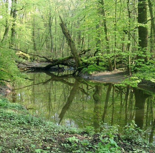 Auf dem Foto ist ein Ausschnitt aus dem Naturwaldreservat Kinzigaue abgebildet. Foto: U. Bedarff