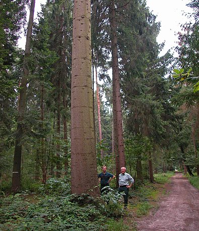 Dicke Küstentanne im Wald