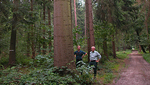 Dicke Küstentanne im Wald