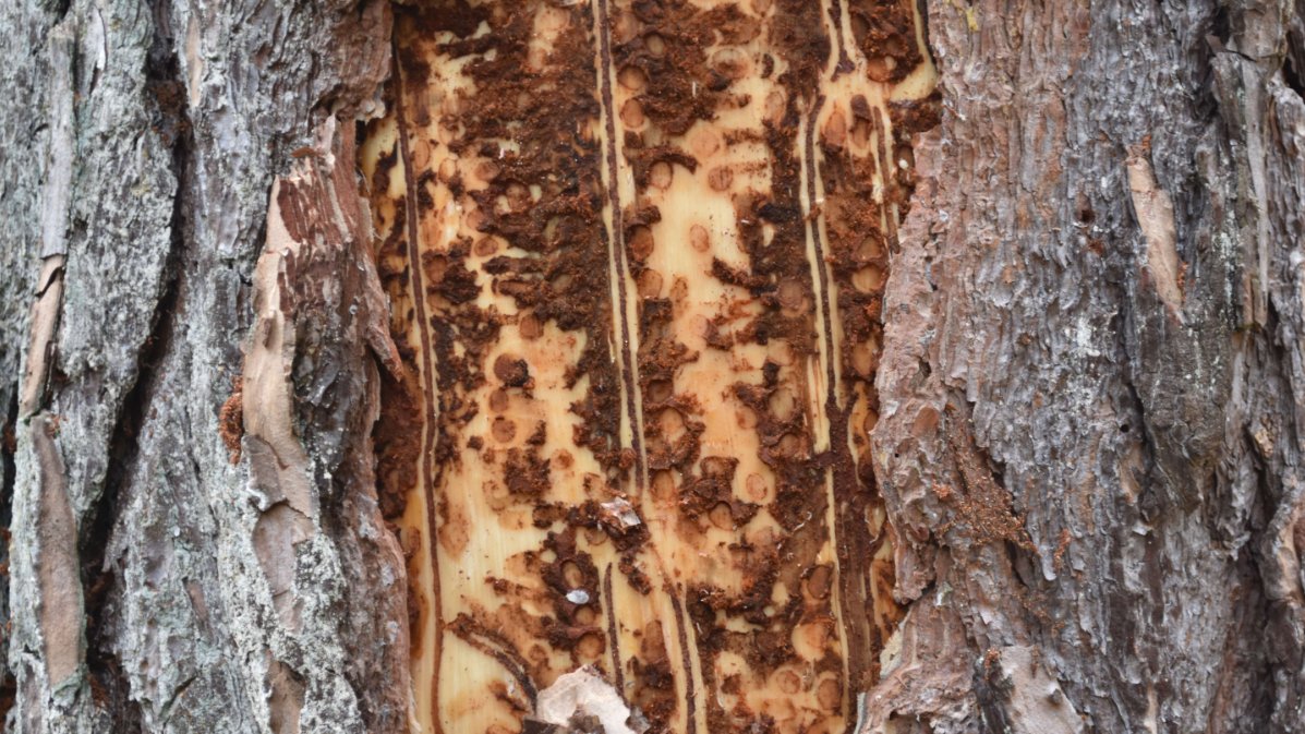 Nadelbaum mit winzigen Käfern unter der Rinde