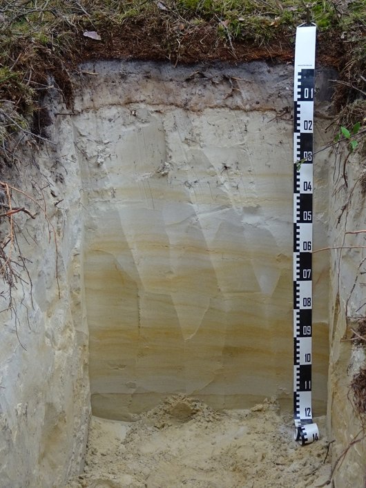 1,20 m tiefes Loch im Waldboden, auf dem man die unterschiedlich gefärbten Bodenschichten erkennt. 