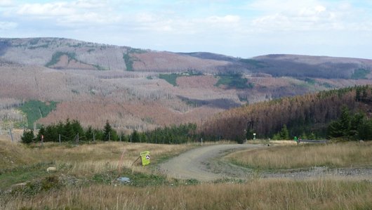 Große Flächen mit vielen stehenden toten Fichten im Harz