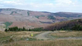 Große Flächen mit toten Fichten im Harz