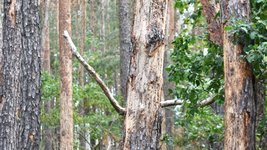 Absterbende Kiefern nach Borkenkäferbefall (Foto: C. Hein)