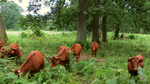 Rinder in einem Hutewald zwischen Eichen