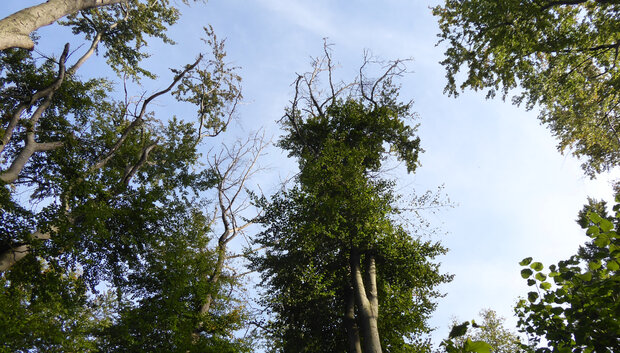 Blick in teils abgestorbene Buchenkronen im Sommer
