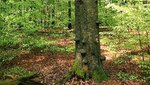 Totholz im Buchenwald