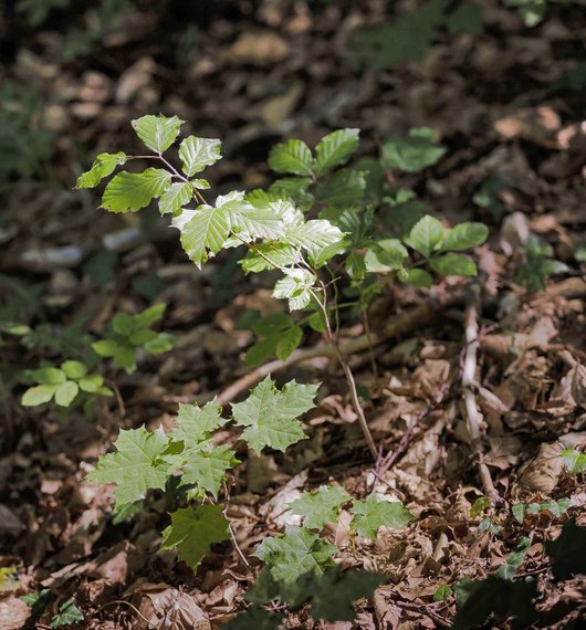 Ahorn- und Buchenverjüngung im Wald