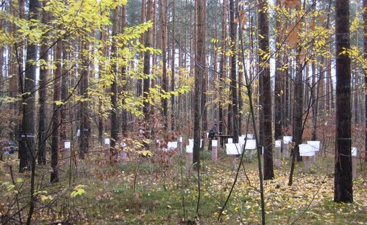 Auf dem Foto sind Depositions- und Streusammler auf der Intensivmonitoringfläche Nedlitz abgebildet. Foto: NW-FVA