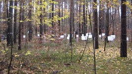 Weiße Streusammler auf einer Versuchsfläche im Wald