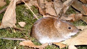 braune Maus auf Moos und trockenen Blättern
