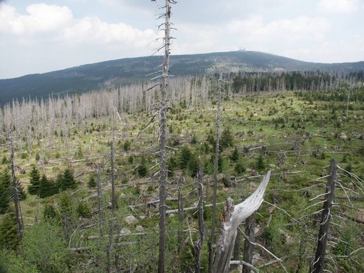 Auf dem Foto ist eine Schadfläche im Wald (Harz) verursacht durch Borkenkäfer abgebildet. Foto: R. Steffens