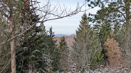 Mischwald im Harz