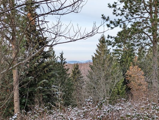 Bunter Mischwald im Harz