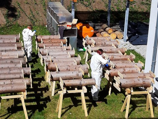 Mitarbeitende tragen Pflanzenschutzmittel auf Holzstämme auf.