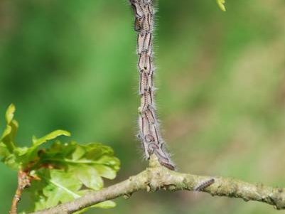 Larven des Eichenprozessionsspinners an einem Eichen-Ast(Foto: NW-FVA)