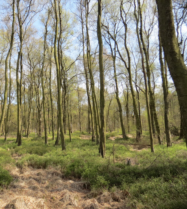 Moorbirkenbruchwald im Frühling