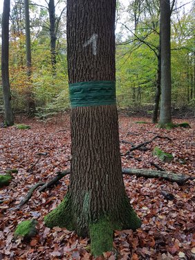 Leimringe an einem Baum 