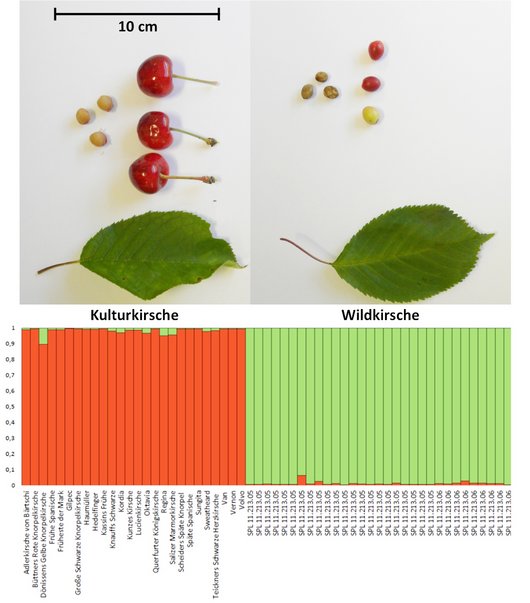 Vergleich unterschiedlicher Blätter und Früchte sowie genetischer Variationen bei Kultur- und Wildkirsche