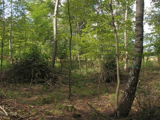 junger Laubwald mit auf Haufen gestapelten Ästen