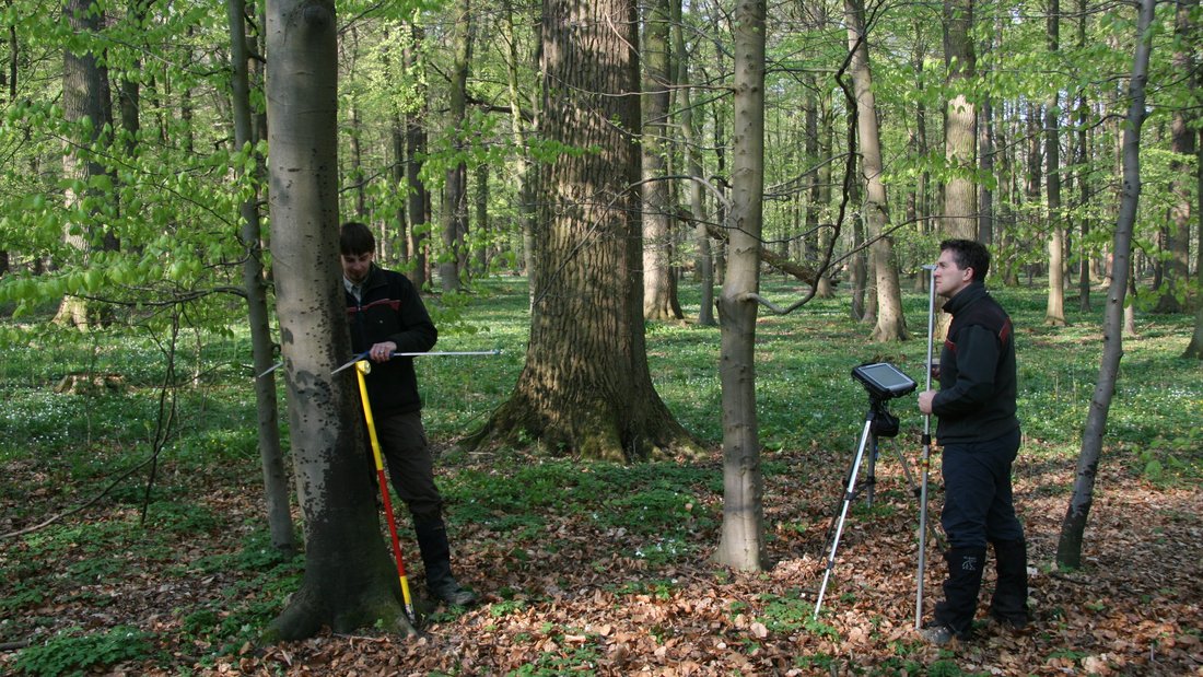 zwei Förster mit Messgeräten in einem Laubwald im Frühling