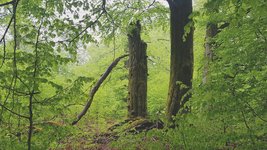 Tote Bäume in einem Naturwaldreservat