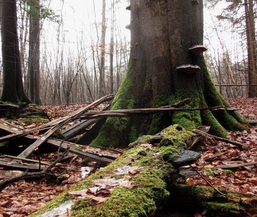 liegendes und stehendes totes Buchenholz mit Baumpilzen