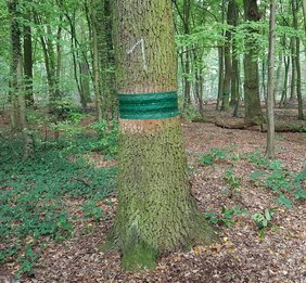 grüner Leimring an Eichenstamm