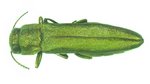 Eichenprachtkäfer