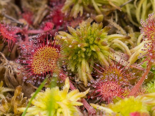 Auf dem Foto ist der Rundblättriger Sonnentau (Drosera rotundifolia) zu sehen (Foto: P. Küchler)