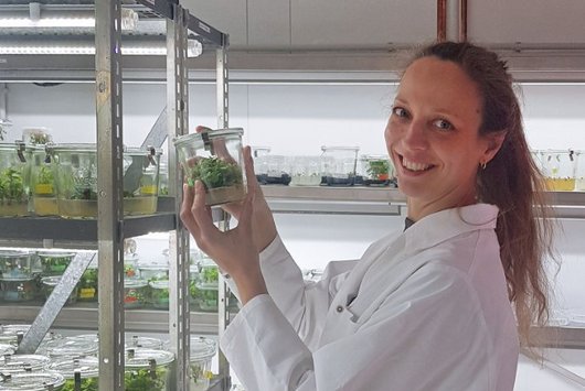 Eine Person im Labor vor kleinen Pflanzen in Gläsern