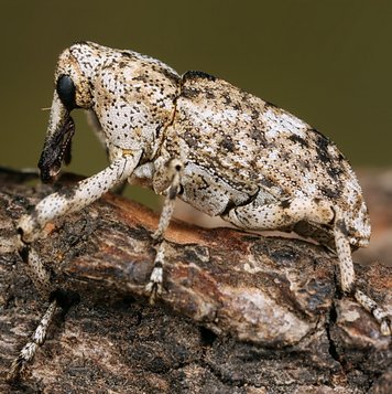 Plattnasen-Holzrüssler auf einem Stück Holz