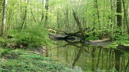 Foto des Naturwaldreservates Kinzigaue
