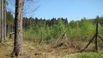Verjüngung auf einer Kahlschlagsfläche nach 5 Jahren