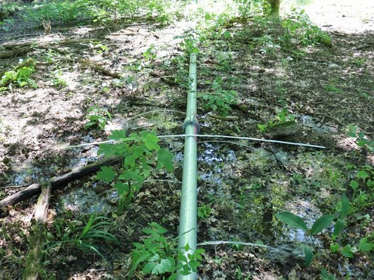Auf dem Foto ist eine laufende Bewässerung im Wald abgebildet. Foto: M. Köhler